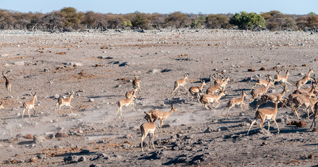 A group of Impalas -Aepyceros melampus- running nervously around a waterhole in Etosha National...