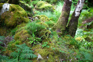 Fototapeta na wymiar Rainy woodland in Killarney, Ireland