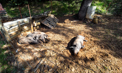 Naklejka na ściany i meble Iberian pigs resting in the field.