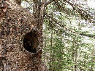 Obraz premium trees of Al Shouf Cedar Nature Reserve Barouk in mount Lebanon Middle east