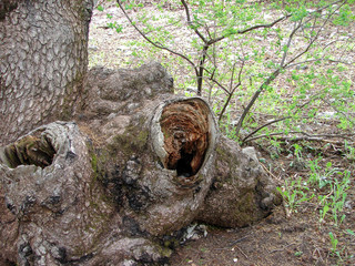 trees of Al Shouf Cedar Nature Reserve Barouk in mount Lebanon Middle east