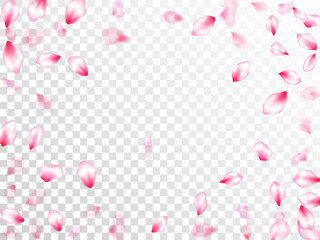 Pink cherry blossom petals isolated