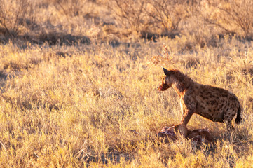 Close-up of a spotted Hyena - Crocuta crocuta- with a prey, seen during the golden hour of sunset in Etosha national Park, Namibia.
