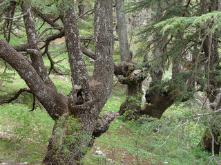 trees of Al Shouf Cedar Nature Reserve Barouk in mount Lebanon Middle east