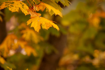 Colorful background, landscape with autumn colorful leaves on the trees.