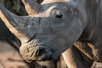 RHINOCEROS EATING IN THE BEAUTIFUL NAMIBIA NATURE