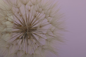 dry dandelion on pink background