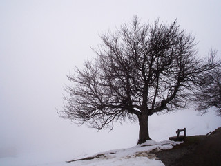 Winter landscape of Mount Rigi (Rigi Kulm) during Spring time - Lucerne, Switzerland. The Apple tree. Travel concept.
