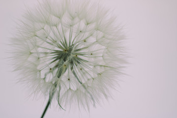 soft white dandelion isolated on white