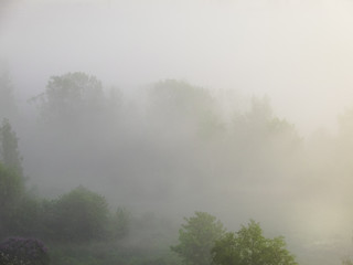 Idyllic sunrise in a foggy park.
