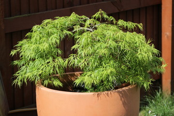 Green Japanese acer in terracotta pot