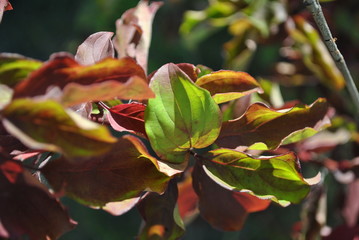 Tree branch with bright red and green  leaves close up detail on soft blurry background, sunny autumn day, top view