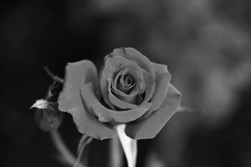 Art photo rose petals isolated on the natural background. Closeup. For design, texture, background. Nature.Black and white photography.