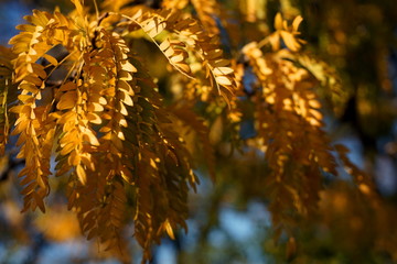 Autumn branches of acacia with yellow leaves. Autumn, leaf fall.