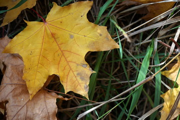 Yellow fallen maple leaves in the grass on the ground. Autumn, leaf fall.