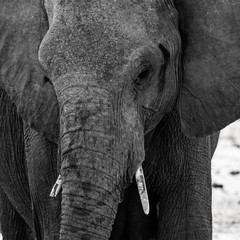 ELEPHANTS WALKING IN THE BEAUTIFUL NAMIBIAN NATURE