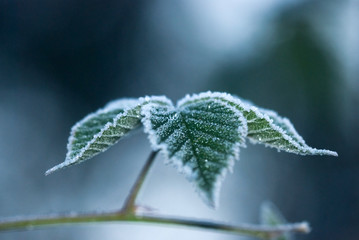 Fototapeta na wymiar Leaves on a branch covered with hoarfrost, frosty morning