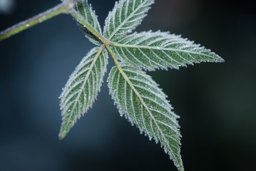 Fototapeta premium Leaves on a branch covered with hoarfrost, frosty morning