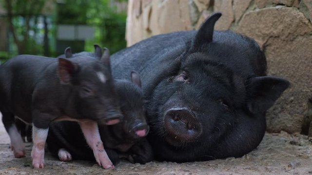 Black sow with little funny pigs on the farm. Cloae up.