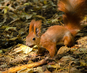 Red squirrel in the forest looking for nuts