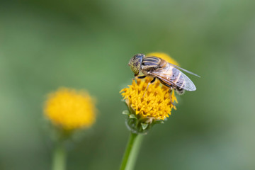 キゴシハナアブの雌