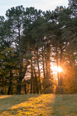 Autumn park, light shining through trees and leaves.