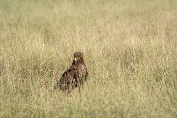 Greater spotted eagle or Clanga clanga sitting in a meadow or long grass near the track in forest at tal chhapar blackbuck sanctuary, rajasthan, India