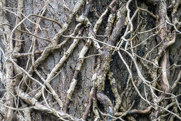 Background of dry branches.