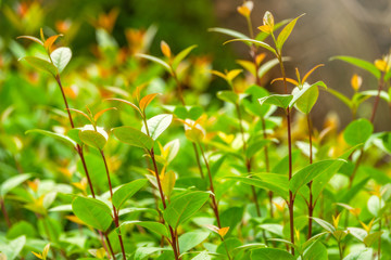 Branches with green and yellow leaves in the autumn park.