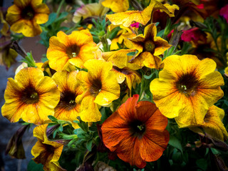 beautiful yellow and orange petunias close up