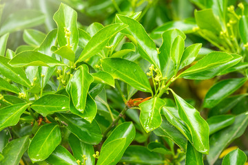 Green foliage with drops of water after rain.