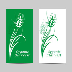 Set of vertical banners. Wheat spikelet on white and green background