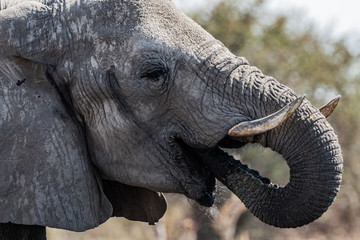 ELEPHANTS WALKING IN THE BEAUTIFUL NAMIBIAN NATURE