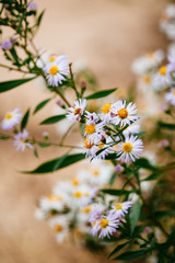 Daisy flower or Chamomile flower