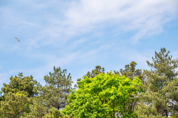 Green pine branches against a bright blue sky.