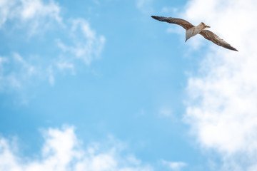 Sea gull in the clear blue sky.