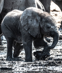 ELEPHANTS WALKING IN THE BEAUTIFUL NAMIBIAN NATURE