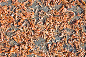 Dried red shrimps prawns texture background macro close up