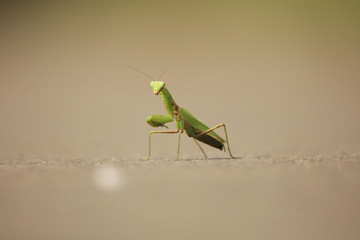 カマキリ