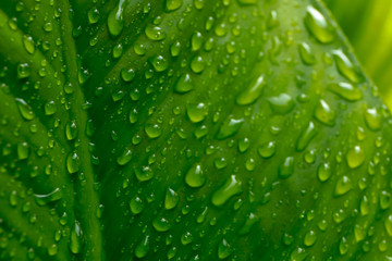 Water droplets on the green leaves after raining for natural background.