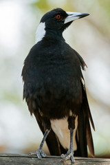 Australian magpie outdoors