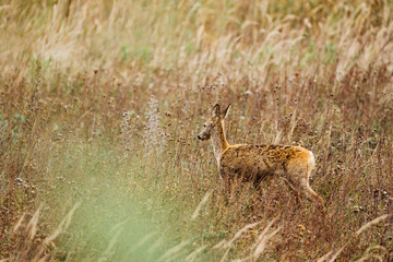Roe deer , Capreolus capreolus on meadow