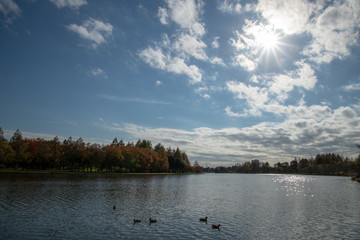 Naklejka premium 水元公園