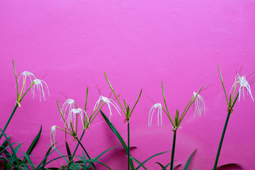 Pink concrete with drainage pipe for background.