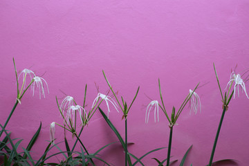 Pink concrete with drainage pipe for background.