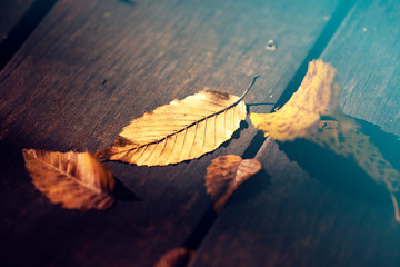Autumn leaf on wood black background (top view)