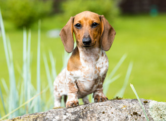 dog dachshund lying on the grass