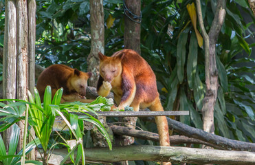 Obraz premium Wallaby, tree kangaroo. It lives in New Guinea. They are forest dwellers, live in trees and eat plant food. On trees and lianas they move very easily, in than them help their thorny her claws. In pri