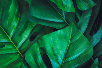 Flat lay green leaves background.