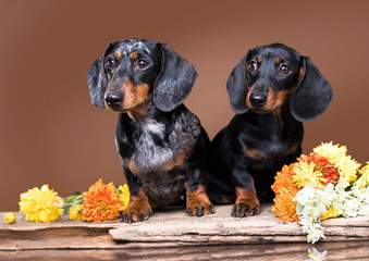dachshund puppy black  tan color and mother dog